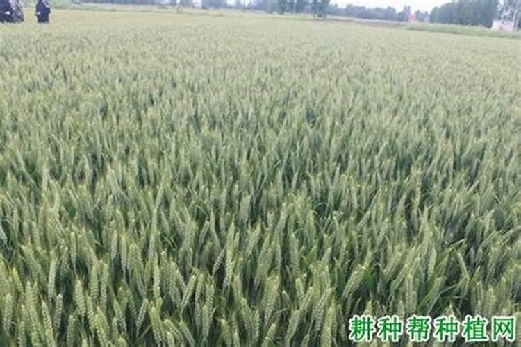 花施氮磷钾肥使用方法