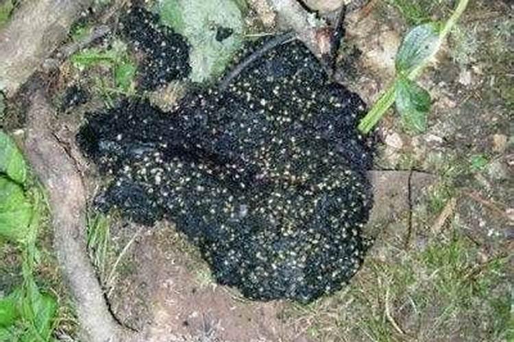 玫瑰花怎样种植