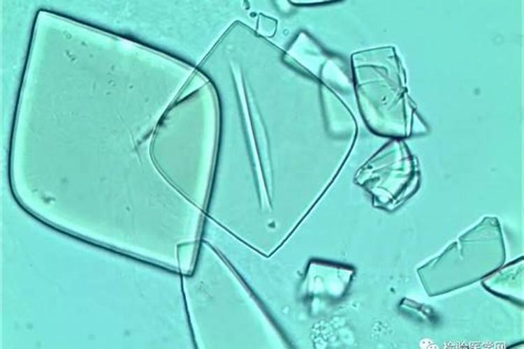 波兰兔不可以吃的蔬菜有哪些？