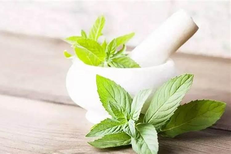 柠檬薄荷茶的饮用方法 爱美的女士可以来一杯