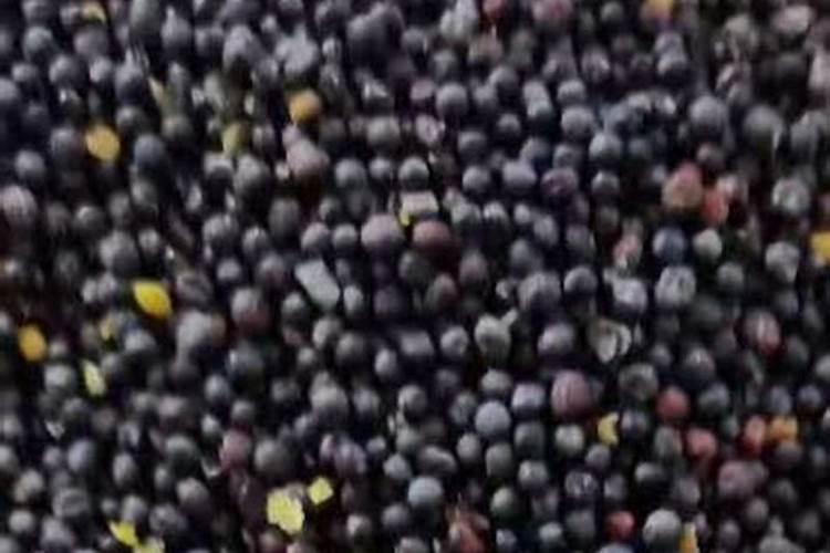 菜籽饼能不能直接拌土做基肥 菜籽饼拌土做基肥什么时候用好百度...