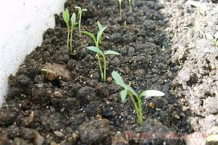 抗寒抗旱的肥料