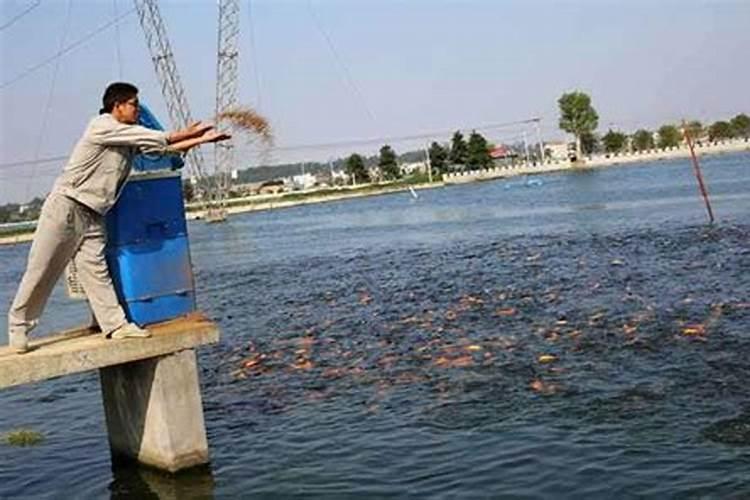 鱼蛋白的做法都有什么呢？