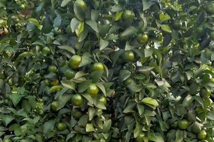 马蹄苗使用绿叶新地篮叶加果润可以混合期他杀菌剂一起使用吗