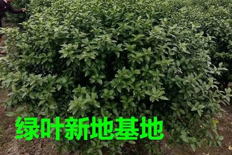 绿叶丰叶面肥效果怎么样？