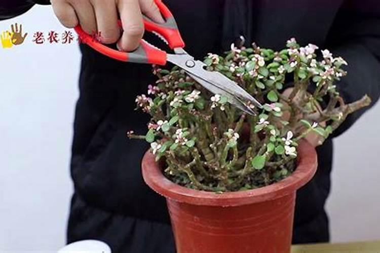 为什么种植油菜要增施硼肥？硼肥的功效有哪些？