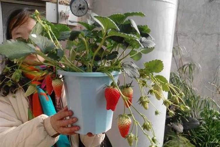 草莓高钾肥的使用方法