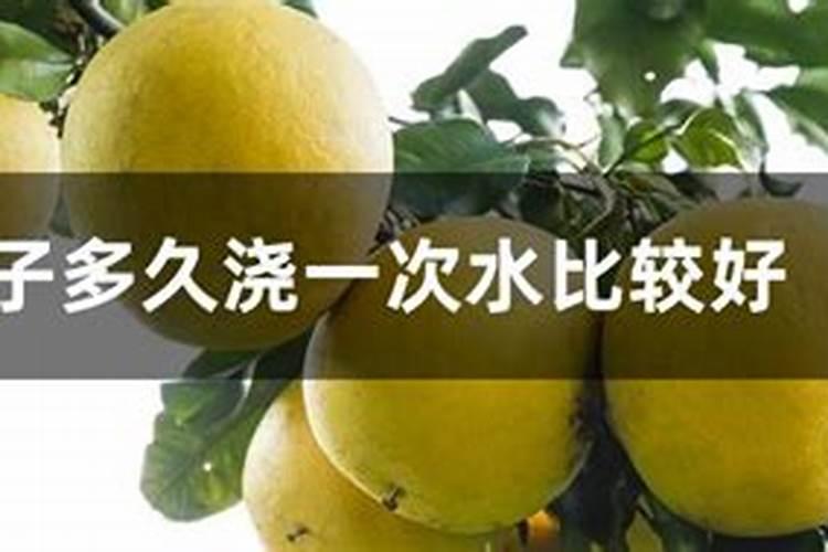 想知道红叶莴笋种植技术？