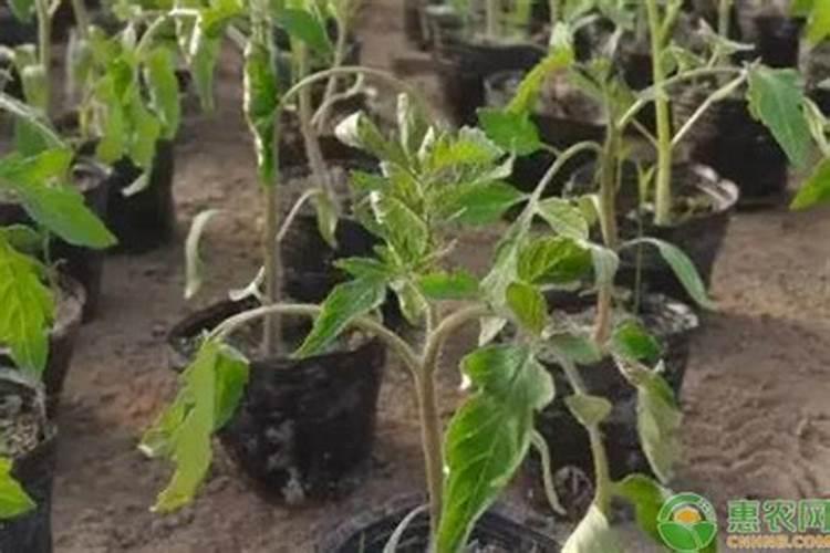 茶花的施肥方法是什么？