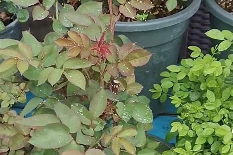 芹菜专用肥是什么肥料？芹菜打什么叶面肥长的快？