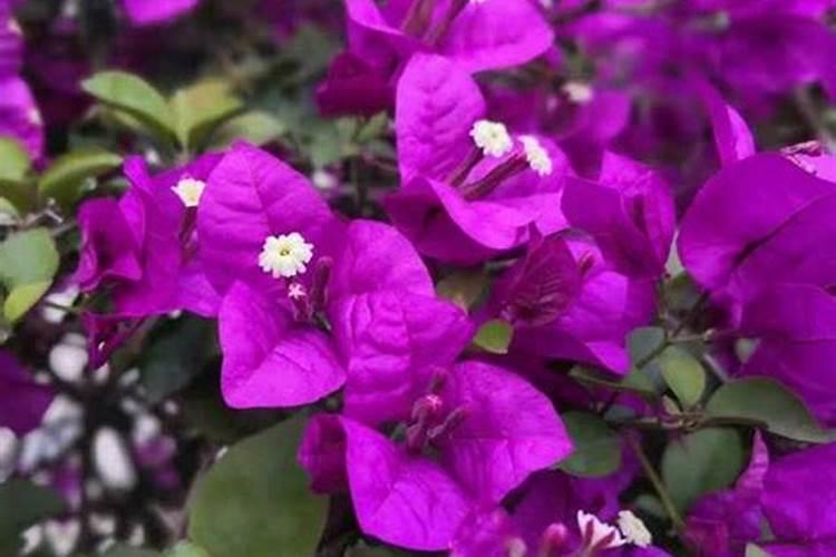 西瓜喜硝态氮吗