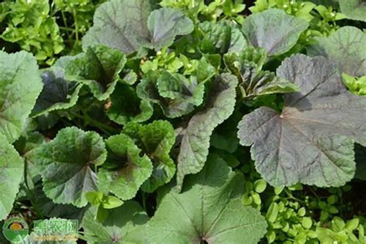 冬寒菜的种植时间注意事项 冬寒菜怎么施肥好