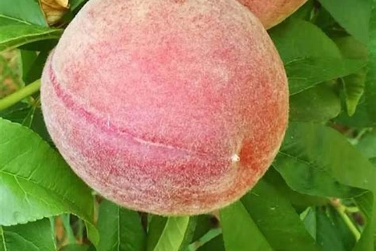 尿素化肥是酸性还是碱性的 尿素肥料对人体有害吗