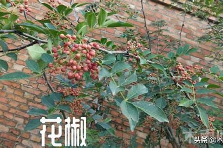 小寒是什么时候2021 二十四节气之小寒的由来与含义