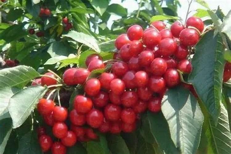 茶花施追肥要注意什么