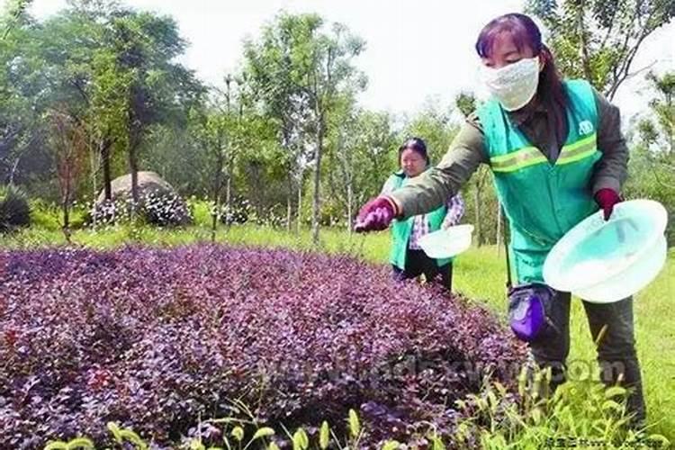 水溶肥灌根的注意事项