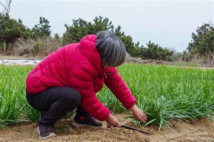 韭菜用什么肥料长得又肥又壮