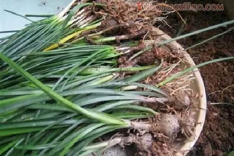 种韭菜施什么肥好