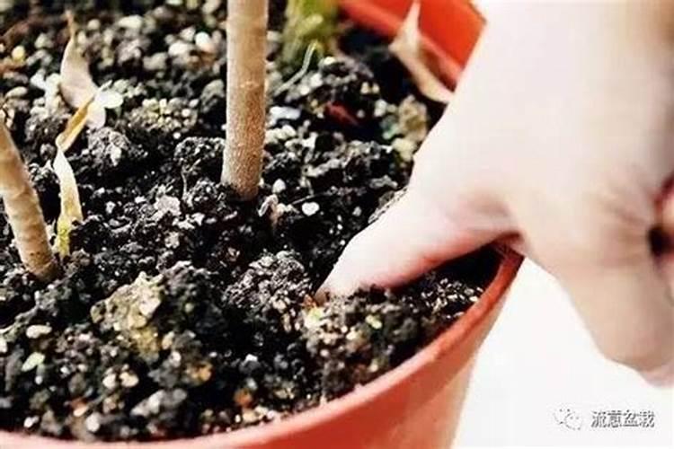 尿素可以喂猪吗