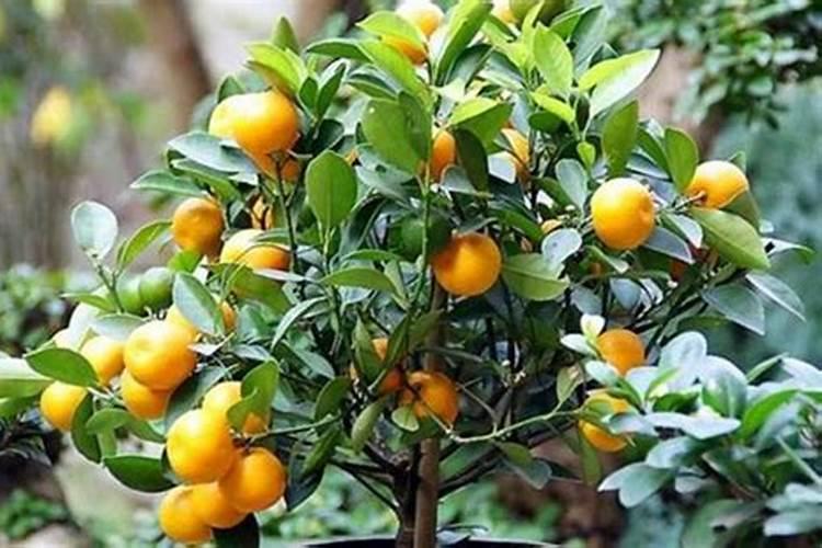 金桔盆栽秋天可以施肥吗(金桔树什么时候施肥最好)
