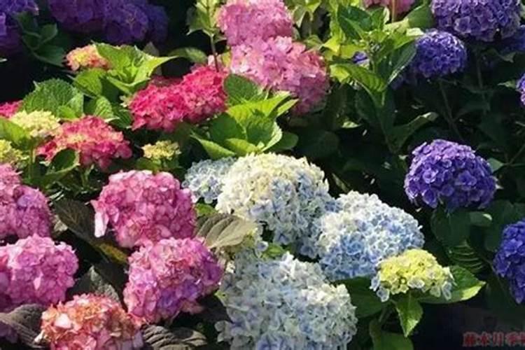 凤尾竹为什么长不高