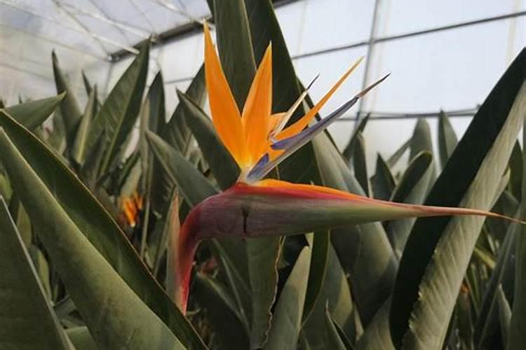 天堂鸟叶子下垂变软