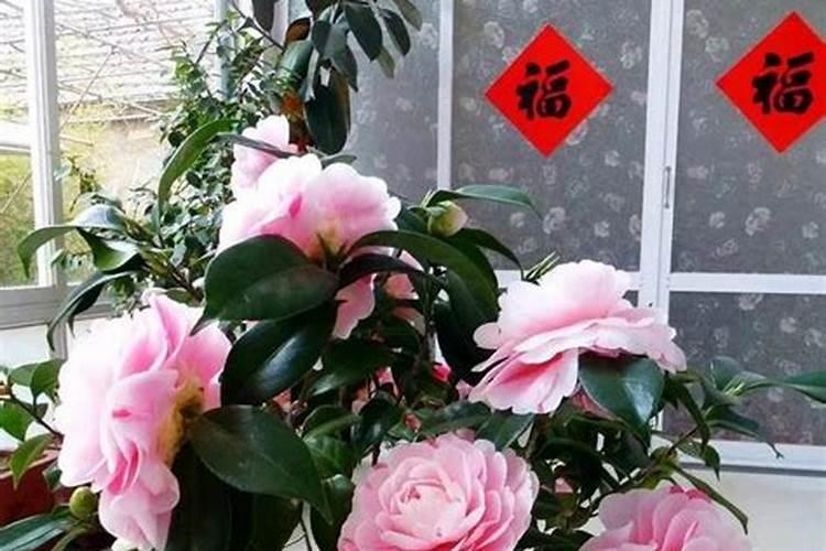 茶花的施肥方法有哪些