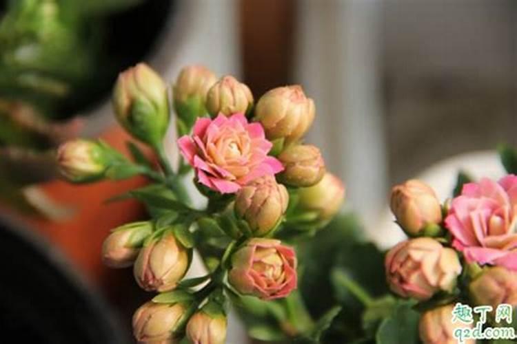 芸苔素内酯和腐植酸水溶肥混和一起喷施在水稻上效果