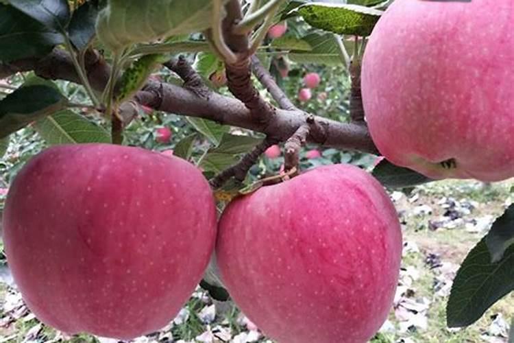 果树叶面肥有哪些