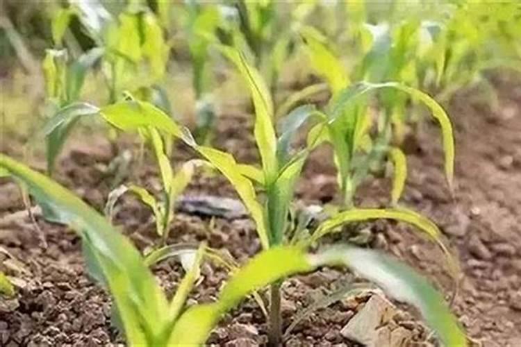 水淹的玉米苗发黄打什么叶面肥效果最好