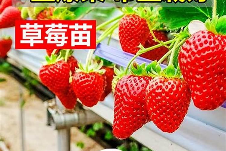 草莓苗期施肥时间和方法 草莓苗期如何施肥以及时间