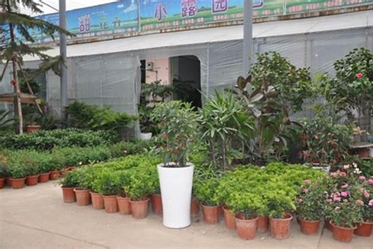 花卉专用肥料;哪儿能买到正品的花肥