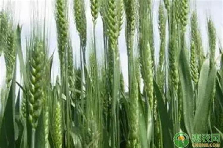 小麦抽穗还能少撒些肥吗？