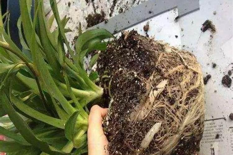 花盆里的土板结了怎么处理