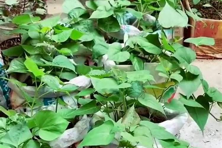 什么是测土配方施肥