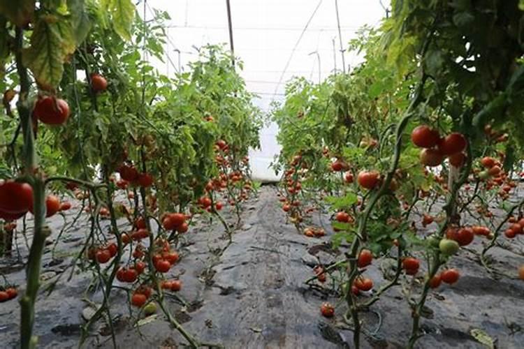 水稻赤枯病的最有效治疗方法