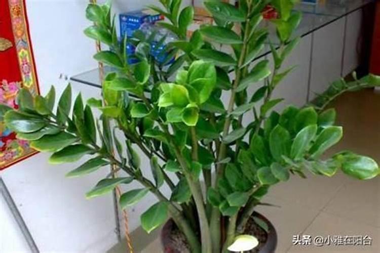 什么肥料可以让树木快速生长