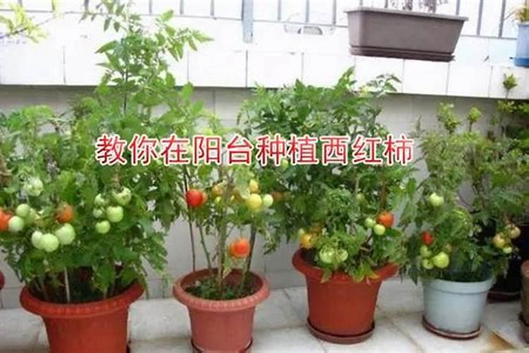 西红柿脐腐病,怎么治