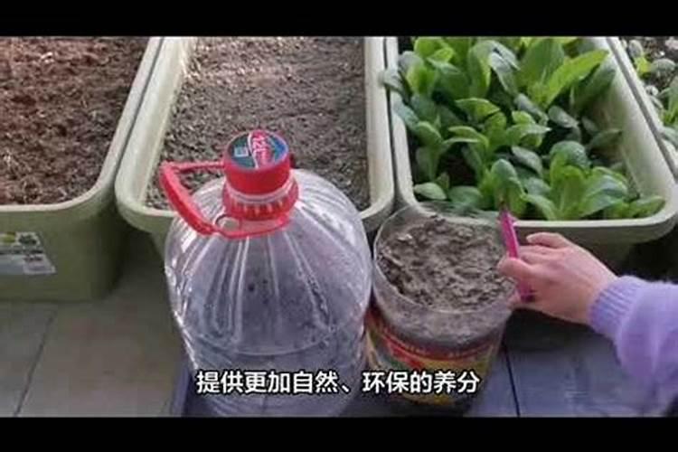 茶叶怎么发酵当肥料 怎么样用废茶叶做花肥