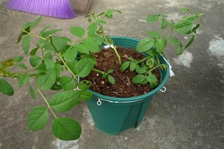 磷钾肥一般指什么肥