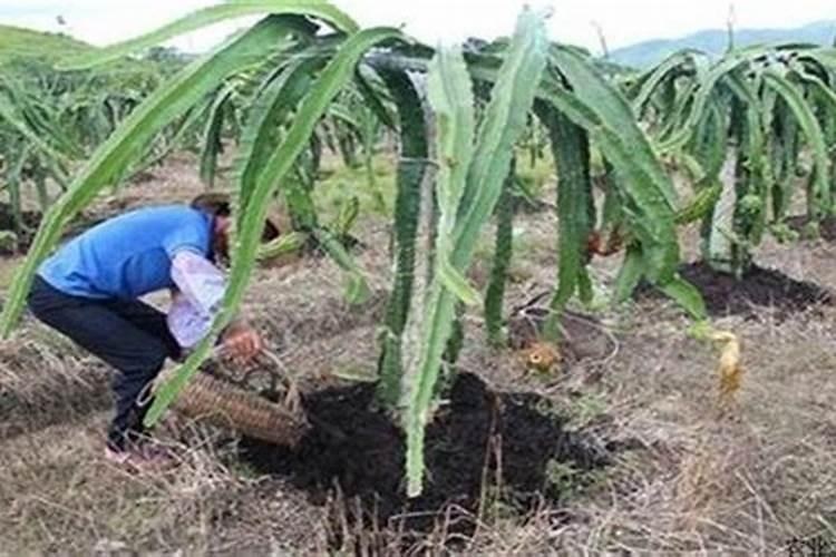 火龙果需要什么肥料