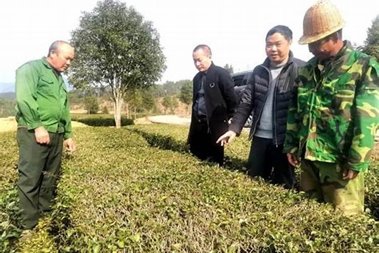 种子 可以尿素使用吗