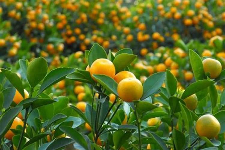 盆栽金桔什么时候施肥,不同时期的施肥方法