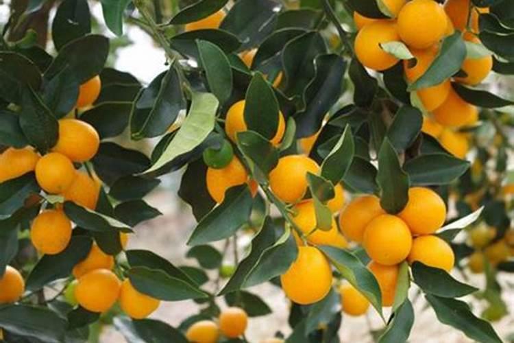 金桔开花了能施肥吗