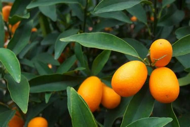 盆栽金桔什么时候施肥