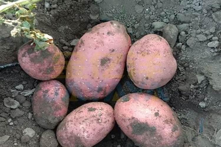 土豆水溶肥的使用方法 有哪些好处