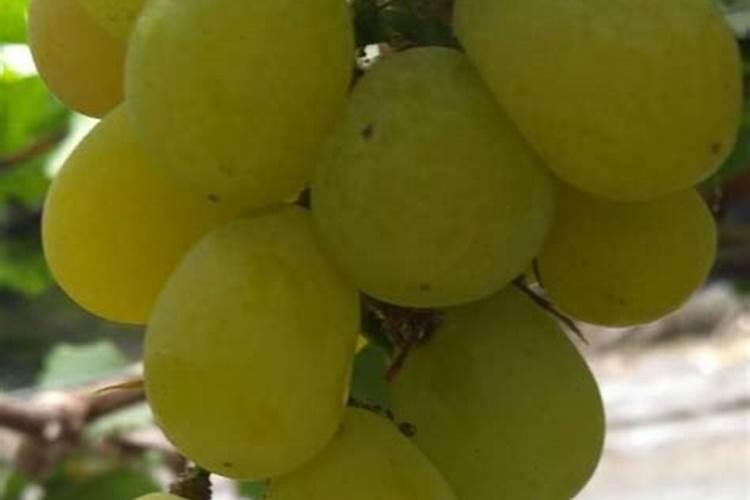 多肉植物施什么肥最好