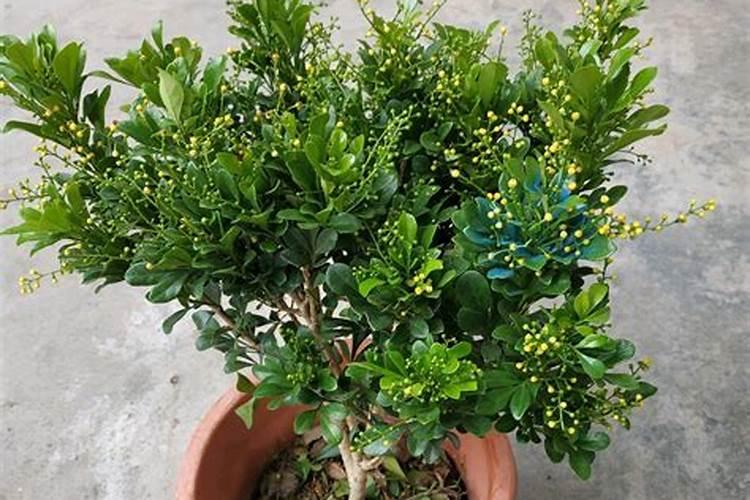 兰花要施什么肥料好