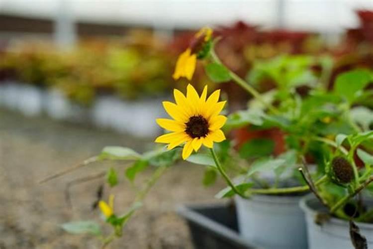 池塘里蓝藻怎么处理 鱼塘长蓝藻是什么原因