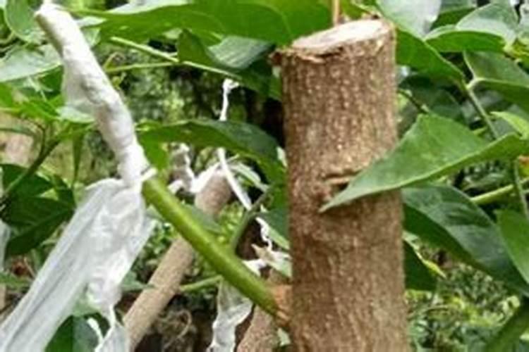 平衡肥都含什么成分